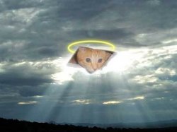 ceiling cat in the clouds Meme Template
