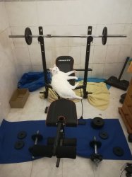 Gym cat Meme Template