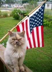 USA Kitty Meme Template