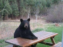 Bear sitting at picnic table Meme Template