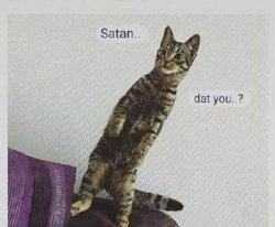 Satan dat you cat Meme Template