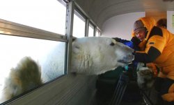 polar bear bus Meme Template