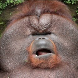 Cringy Orangutan Meme Template