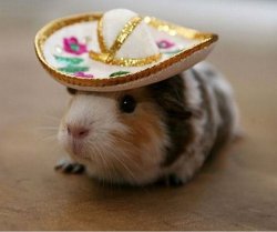 Sombrero Guinea Pig Meme Template