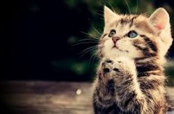 Geelong Cats Praying Kitten Meme Template