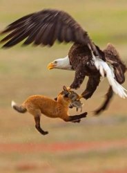 Eagle vs fox vs rabbit Meme Template