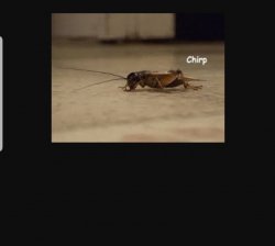 Cricket chirp Meme Template