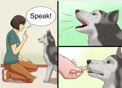 Wikihow Dog Training Meme Template