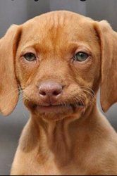 welp pupper Meme Template