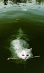 Cat swimming with stidk Meme Template