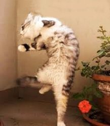 happy dance cat Meme Template