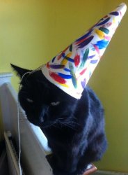 cat party hat Meme Template