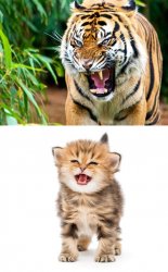 Tiger kitten Meme Template