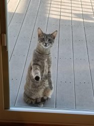 Nigga Cat Meme Template