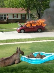 Moose watching car fire Meme Template