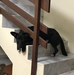 Dog traped on stairs Meme Template