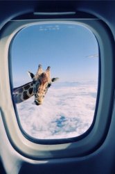Giraffe Window Airplane 1 Meme Template