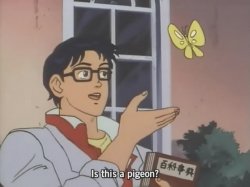is this a pidgeon Meme Template