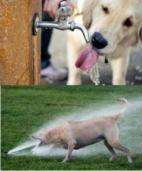 Dog drinking water vs dog and sprinkler Meme Template