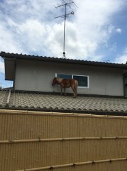Horse on roof Meme Template
