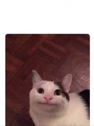 Awkward smile cat Meme Template