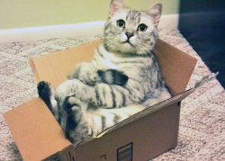 Cat in Box Meme Template