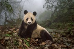 giant panda Meme Template
