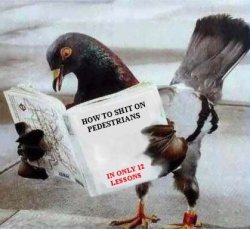 Pigeon reading book Meme Template