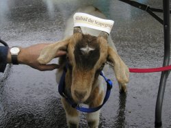 Sinbad the Scapegoat  Meme Template