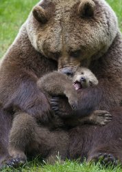 Bear Hug Meme Template