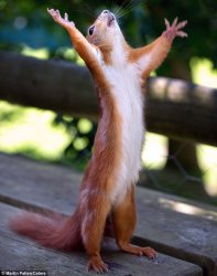 squirrel hands up Meme Template