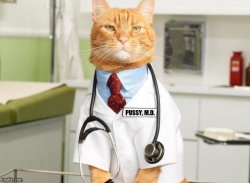 Pussy Doctor Meme Template