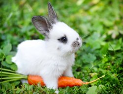 Bunny & Carrot Meme Template