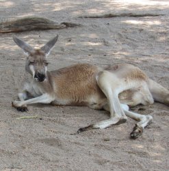 Suave kangaroo Meme Template