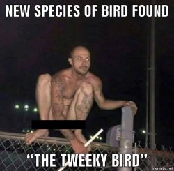 Tweeky bird Meme Template