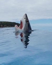 Rare image of a shark stepping on a Lego Meme Template