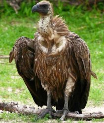Vulture of affirmation Meme Template
