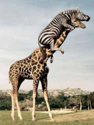 Zebra climbing giraffe Meme Template