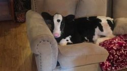 Couch Cow Meme Template