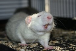 Tired pet rat Meme Template