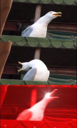 three part seagull scream Meme Template