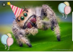 Spider birthday Meme Template