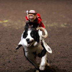 monkey riding dog Meme Template