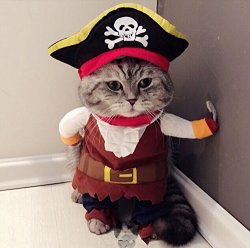 Pirate Kitty Meme Template