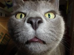 Grey cat full face pic Meme Template