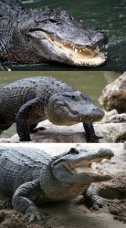 Bad Pun Alligator Meme Template