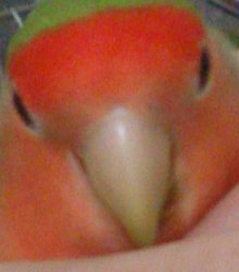 angryparrot Meme Template