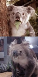 Surprised Koala in Museum Meme Template