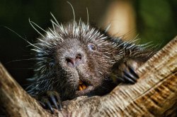 Porcupine Cannot Unsee Meme Template