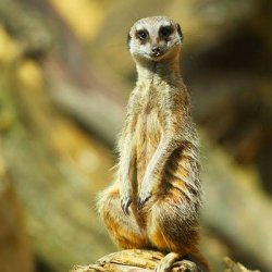 Suricate Meme Template